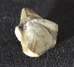 Cyrtospirifer verneuili (MURCHISON 1840) - Bild © FossNet FossilienStore